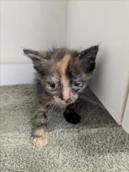 Shelter Stray Female Cat last seen , 16 Barnes Ct, Hayward, CA 94544, USA