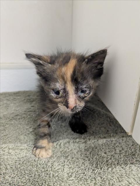 Shelter Stray Female Cat last seen , 16 Barnes Ct, Hayward, CA 94544, USA