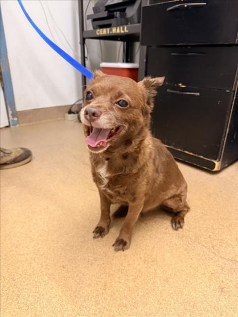 Shelter Stray Male Dog last seen STRATFORD PARK, 16 Barnes Ct, Hayward, CA 94544, USA