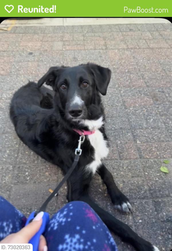 Reunited Female Dog last seen Ryan Street and New Brunswick Ave, Fords Post Office, Woodbridge Township, NJ 08863