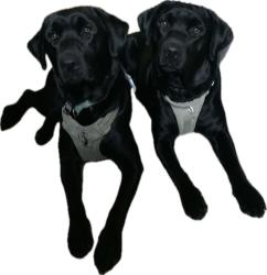 Lost Female Dog last seen Kay dr dorr mi, Dorr, MI 49323