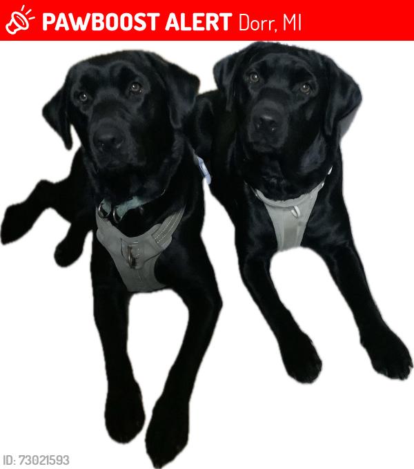Lost Female Dog last seen Kay dr dorr mi, Dorr, MI 49323
