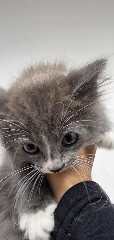 Shelter Stray Female Cat last seen , 11361 W Pico Blvd, Los Angeles, CA 90064, USA