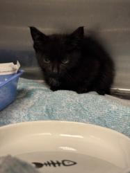 Shelter Stray Male Cat last seen , 11361 W Pico Blvd, Los Angeles, CA 90064, USA
