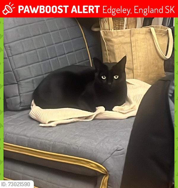Lost Female Cat last seen Grenville Street, Edgeley, England SK3