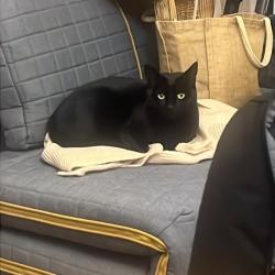 Lost Female Cat last seen Grenville Street, Edgeley, England SK3