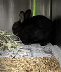 Shelter Stray Male Other last seen , 11361 W Pico Blvd, Los Angeles, CA 90064, USA