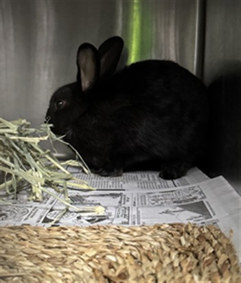 Shelter Stray Male Other last seen , 11361 W Pico Blvd, Los Angeles, CA 90064, USA