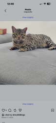 Lost Male Cat last seen Nuevo Rd & Wilson, Perris CA, Perris, CA 92571
