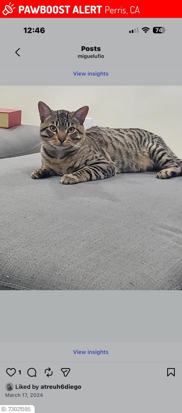 Lost Male Cat last seen Nuevo Rd & Wilson, Perris CA, Perris, CA 92571