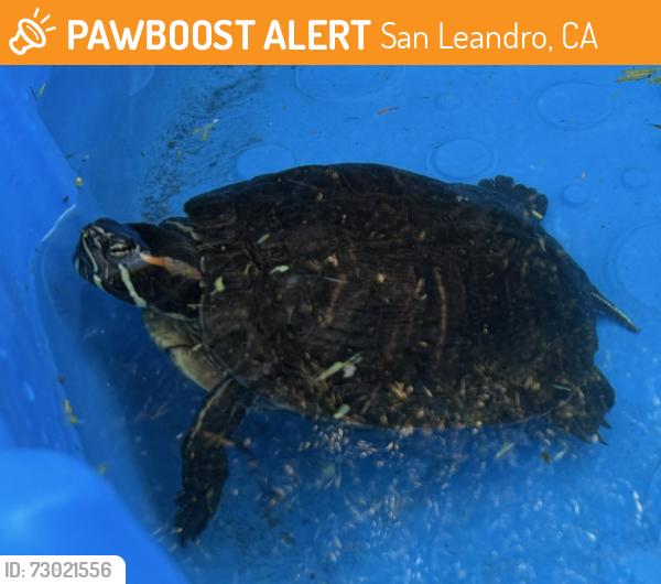 Found/Stray Unknown Reptile last seen 139th and Lark, San Leandro, CA 94578