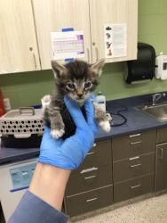 Shelter Stray Male Cat last seen Near BLOCK E 100TH AVE, 12155 Park Blvd, Brighton, CO 80601, USA