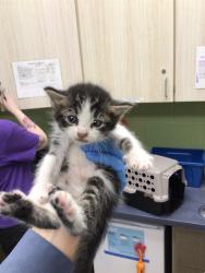 Shelter Stray Female Cat last seen Near BLOCK E 100TH AVE, 12155 Park Blvd, Brighton, CO 80601, USA