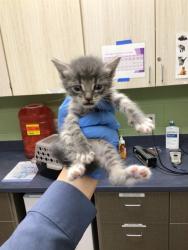 Shelter Stray Female Cat last seen Near BLOCK E 100TH AVE, 12155 Park Blvd, Brighton, CO 80601, USA