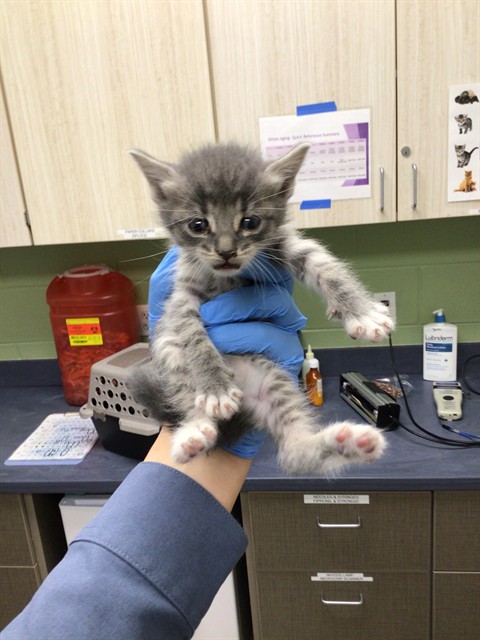 Shelter Stray Female Cat last seen Near BLOCK E 100TH AVE, 12155 Park Blvd, Brighton, CO 80601, USA