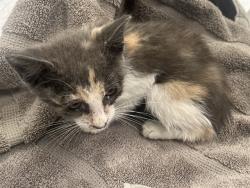 Shelter Stray Female Cat last seen STONEWALL/NOBEL, 92620, 6443 Oak Canyon, Irvine, CA 92618, USA