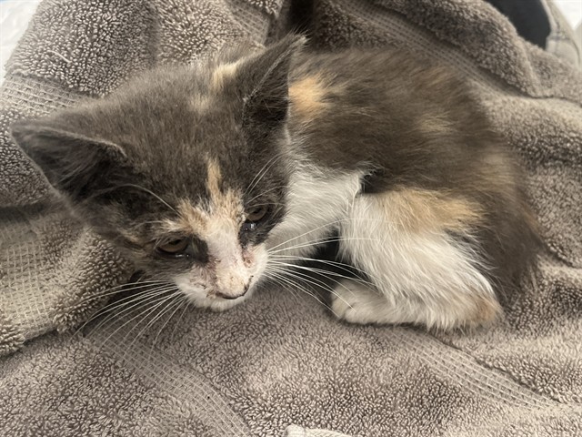 Shelter Stray Female Cat last seen STONEWALL/NOBEL, 92620, 6443 Oak Canyon, Irvine, CA 92618, USA