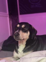 Lost Male Dog last seen Target/ Starbucks/ Bada Bean, Tallahassee, FL 32301