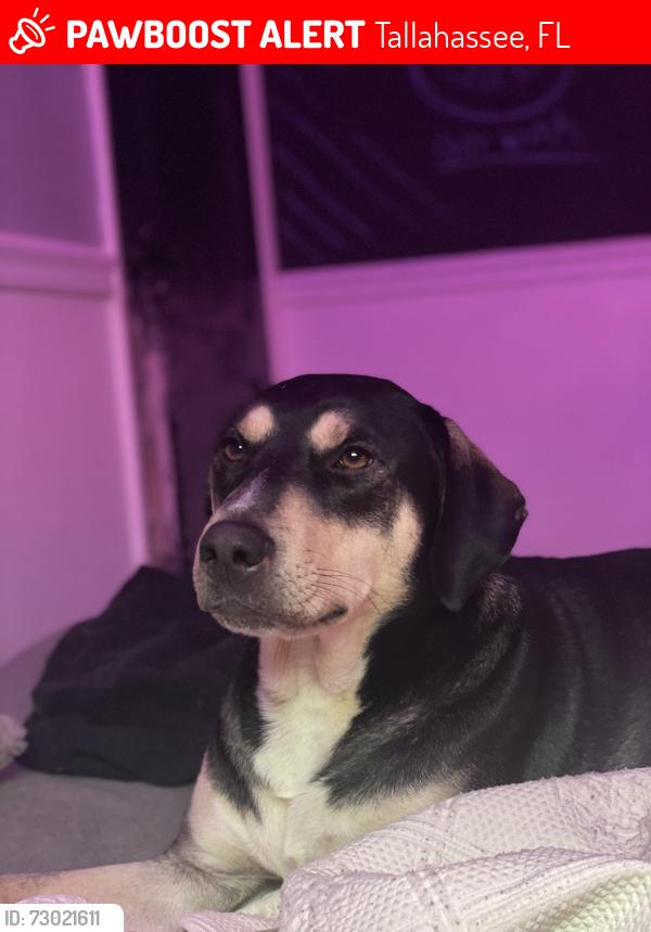 Lost Male Dog last seen Target/ Starbucks/ Bada Bean, Tallahassee, FL 32301
