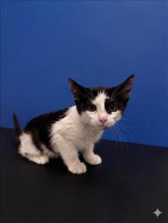Shelter Stray Male Cat last seen , 1850 W 60th St, Los Angeles, CA 90047, USA