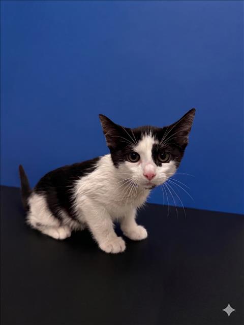 Shelter Stray Male Cat last seen , 1850 W 60th St, Los Angeles, CA 90047, USA