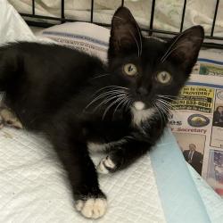 Shelter Stray Female Cat last seen Near BLOCK LEE TREVINO, 4710 TX-151, San Antonio, TX 78227, USA