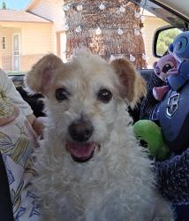 Found/Stray Female Dog last seen Tierra blanda, El Paso, TX 79938
