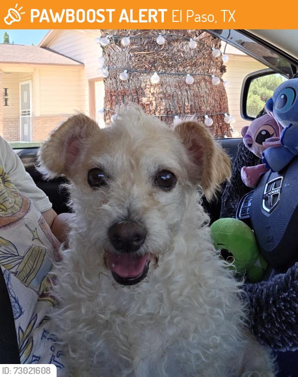 Found/Stray Female Dog last seen Tierra blanda, El Paso, TX 79938