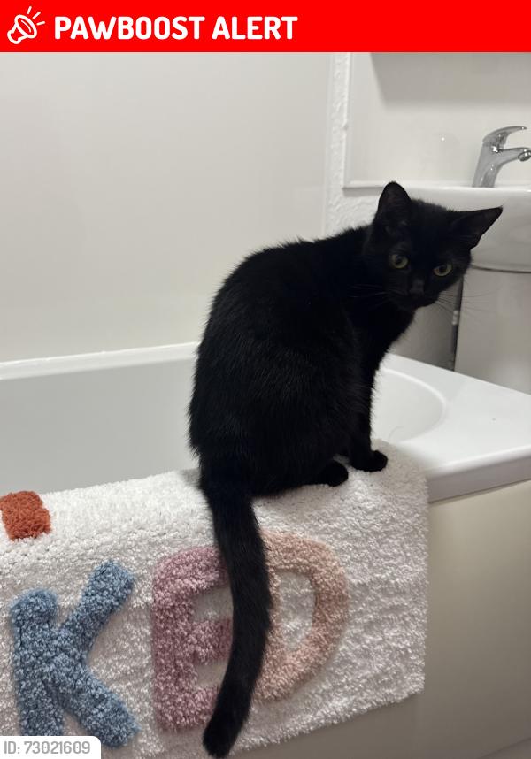 Lost Female Cat last seen By the Dockyard, Keyham, England PL2 2DA