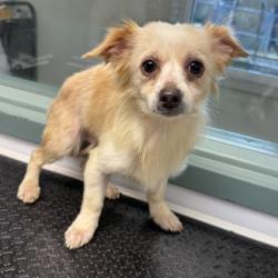 Shelter Stray Male Dog last seen Near 21st Ave, Oakland, CA, 1101 29th Ave, Oakland, CA 94601, USA