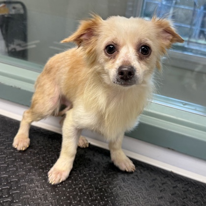 Shelter Stray Male Dog last seen Near 21st Ave, Oakland, CA, 1101 29th Ave, Oakland, CA 94601, USA