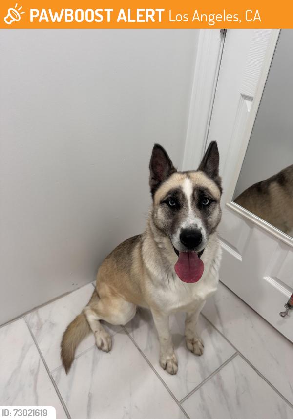 Found/Stray Male Dog last seen Olympic and Western, Los Angeles, CA 90005