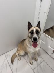 Found/Stray Male Dog last seen Olympic and Western, Los Angeles, CA 90005