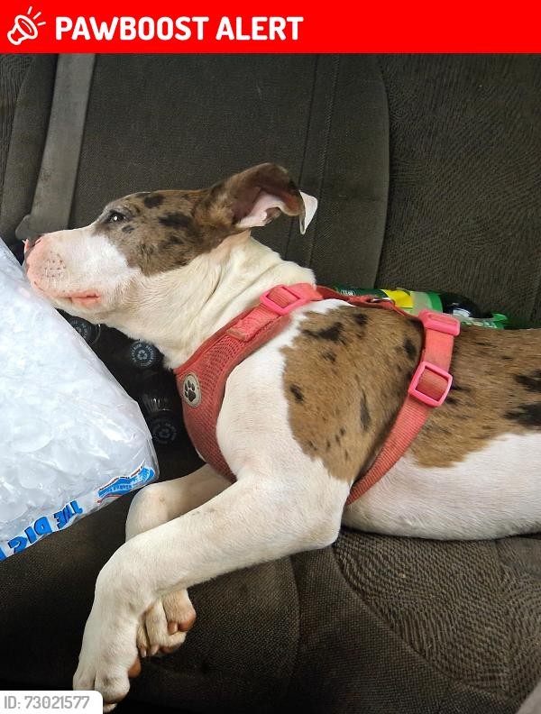 Lost Female Dog last seen At old home in blue cndmniums at 4205 s hwy a1a Melbourne Beach, FL, Melbourne Beach, FL 32951