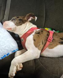 Lost Female Dog last seen At old home in blue cndmniums at 4205 s hwy a1a Melbourne Beach, FL, Melbourne Beach, FL 32951