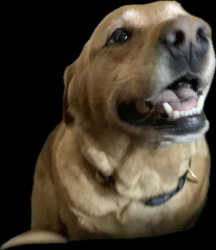 Lost Female Dog last seen Kay drive , Dorr Township, MI 49323