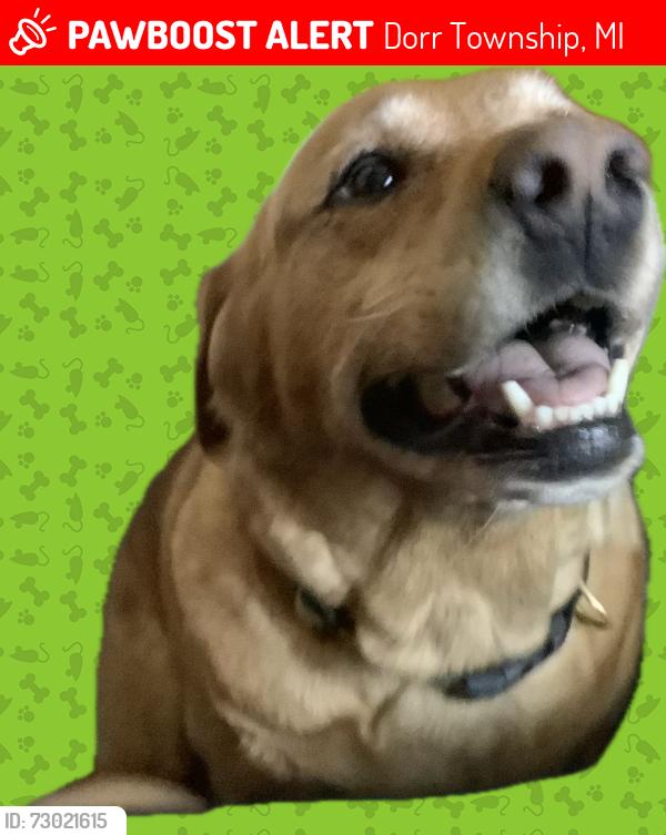 Lost Female Dog last seen Kay drive , Dorr Township, MI 49323