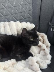 Lost Female Cat last seen 35-38 101st , Queens, NY 11368