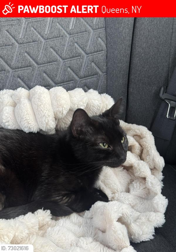 Lost Female Cat last seen 35-38 101st , Queens, NY 11368