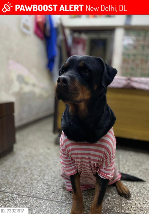 Lost Female Dog last seen Hari nagar ashram, New Delhi, DL 