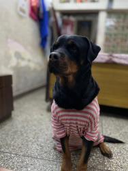Lost Female Dog last seen Hari nagar ashram, New Delhi, DL 