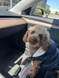 Reunited Male Dog last seen Near w garland ter, Sunnyvale ca 94086, Sunnyvale, CA 94086