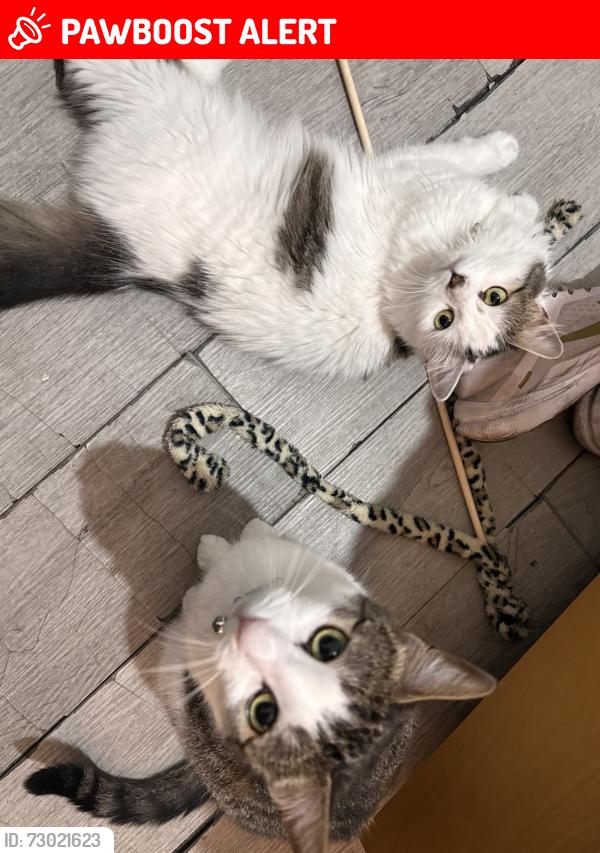 Lost Female Cat last seen N17 6eb, Greater London, England N17 6EB