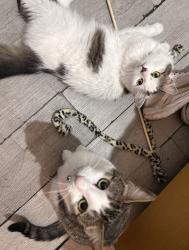 Lost Female Cat last seen N17 6eb, Greater London, England N17 6EB