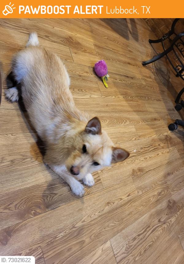 Found/Stray Female Dog last seen Quaker and 60th St., Lubbock, TX 79414
