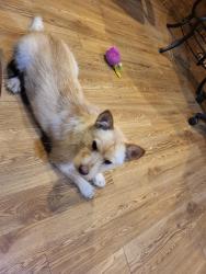 Found/Stray Female Dog last seen Quaker and 60th St., Lubbock, TX 79414