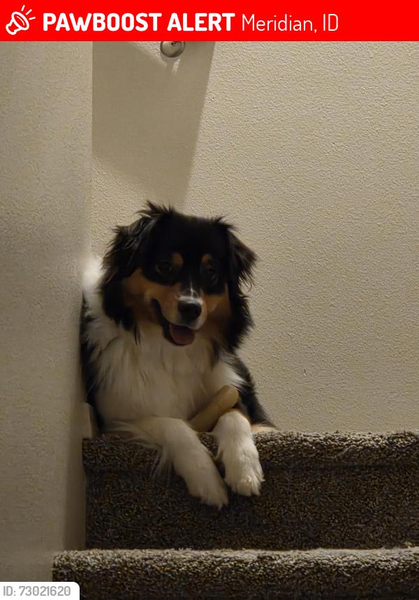 Lost Female Dog last seen Meridian and McMillan , Meridian, ID 83646
