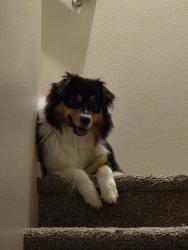 Lost Female Dog last seen Meridian and McMillan, Meridian, ID 83646