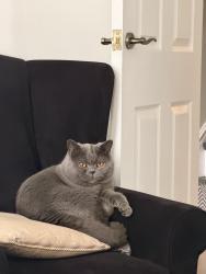 Lost Male Cat last seen Manchester super store, Stretford, England M16 7GP
