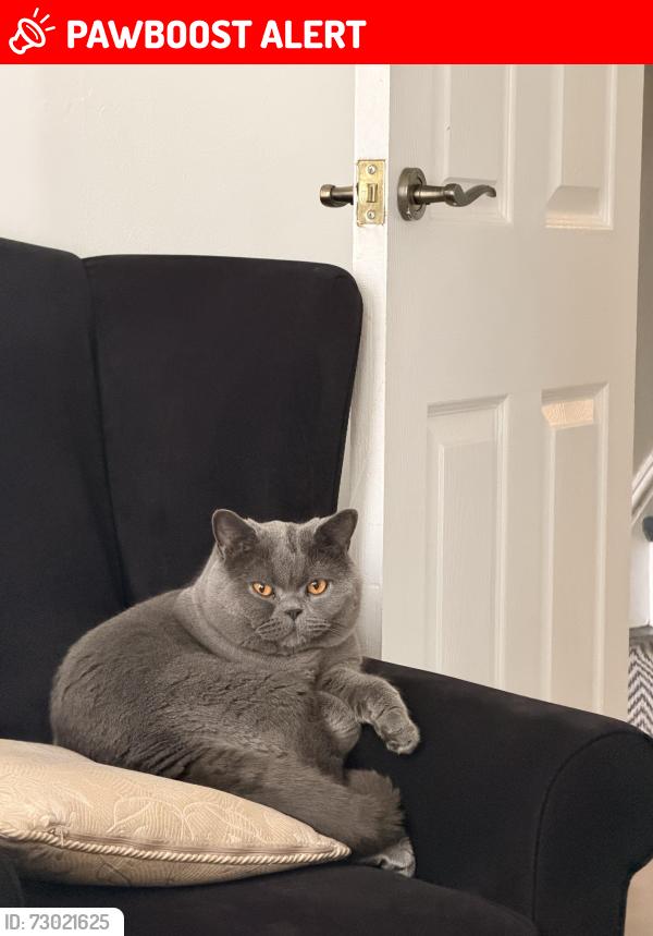 Lost Male Cat last seen Manchester super store, Stretford, England M16 7GP